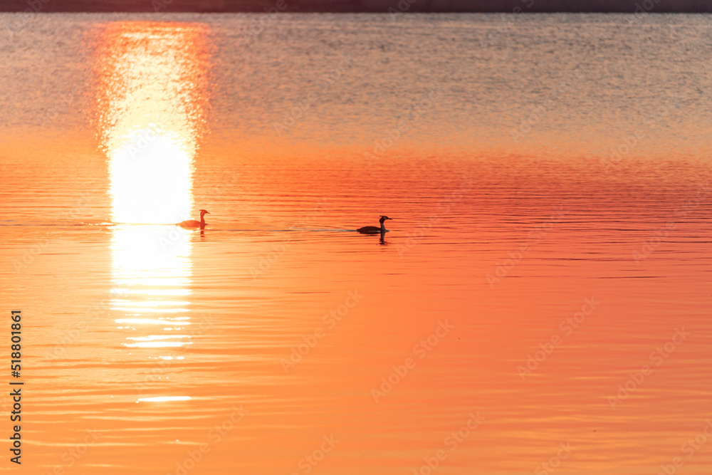 Fototapeta premium Grebe swimming in lake Mandrensko near the coast city of Burgas in Eastern Bulgaria