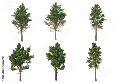 Pine trees on a white background.