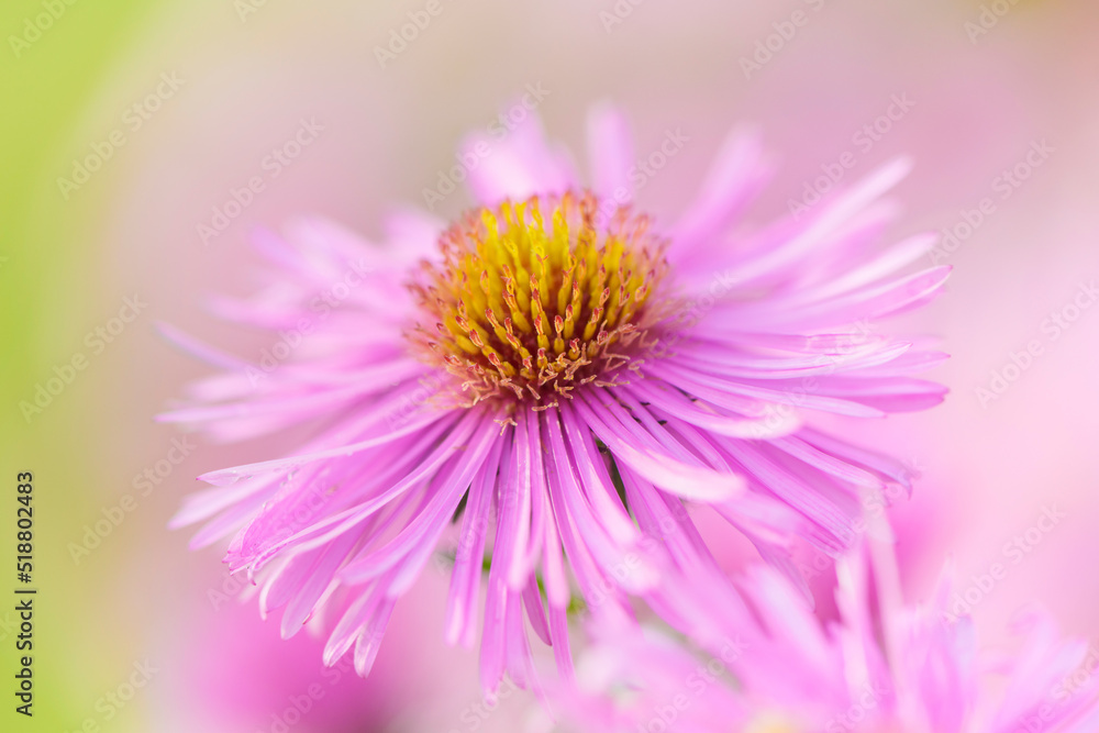 Michaelmas daisy flower - close up. Natural pastel color background.
Michaelmas daisy flower - close up. Natural pastel color background.