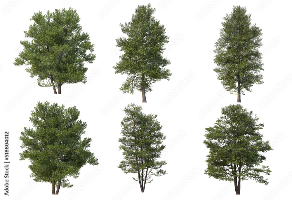 Tree on a white background Tree on a white background