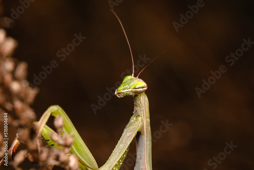 The praying mantis isolated © Jan