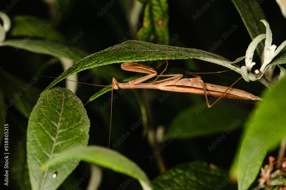 The praying mantis isolated