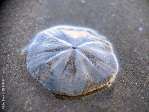 sea urchin shell