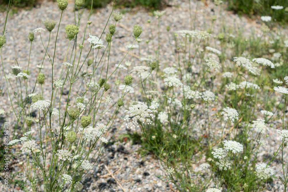 Obraz premium Daucus carota (known in N. A. as Queen's Anne Lace) in summer