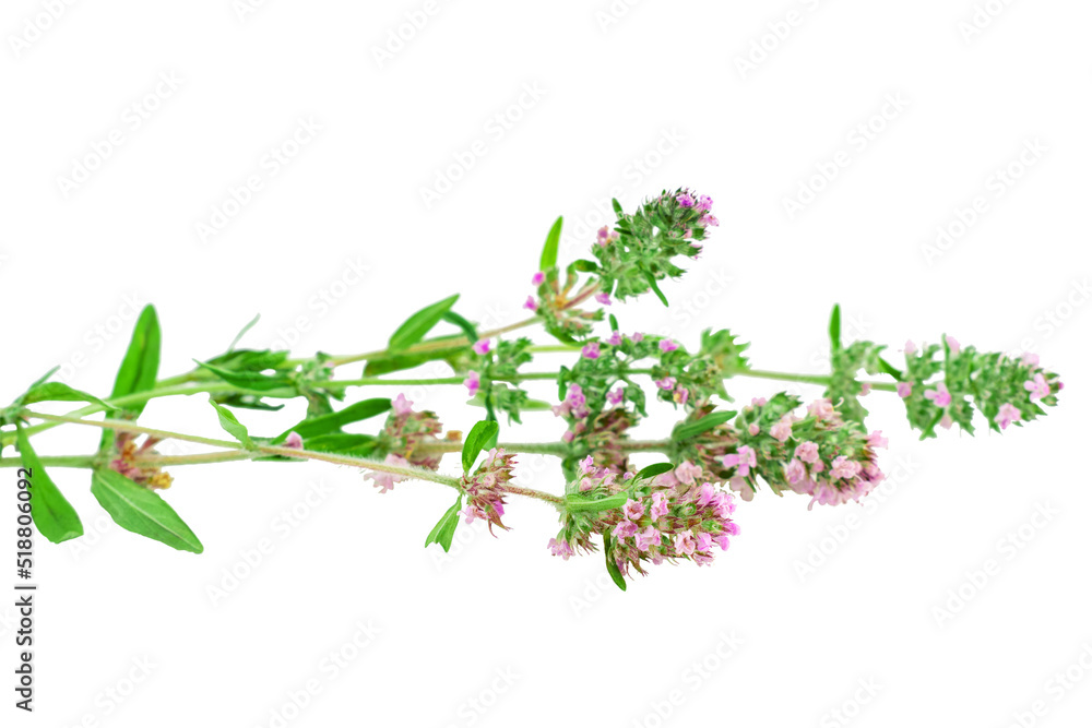 Close-up of blooming mother-of-thyme herb sprigs isolated on a white background. Fragrant blooming thyme leaves with lilac flowers. Natural herbal medicine, fragrant spice, culinary ingredient.