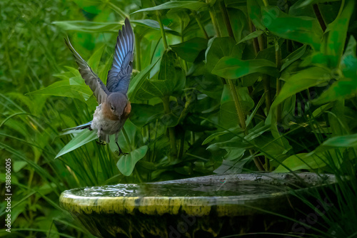 small songbird over birdbath, Summer bird watching.