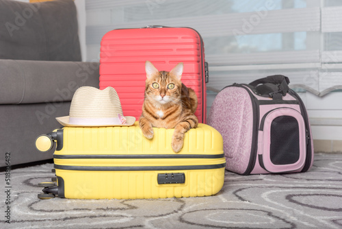 Cute bengal cat, suitcase and pet carrier indoors.