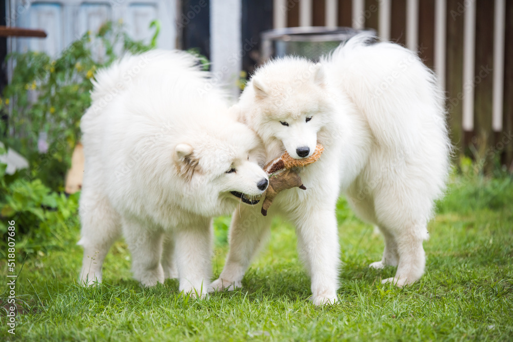 Two Fluffy white Samoyed puppies dogs are playing with toy