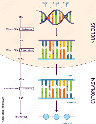protein synthesis, from DNA to aminoacids