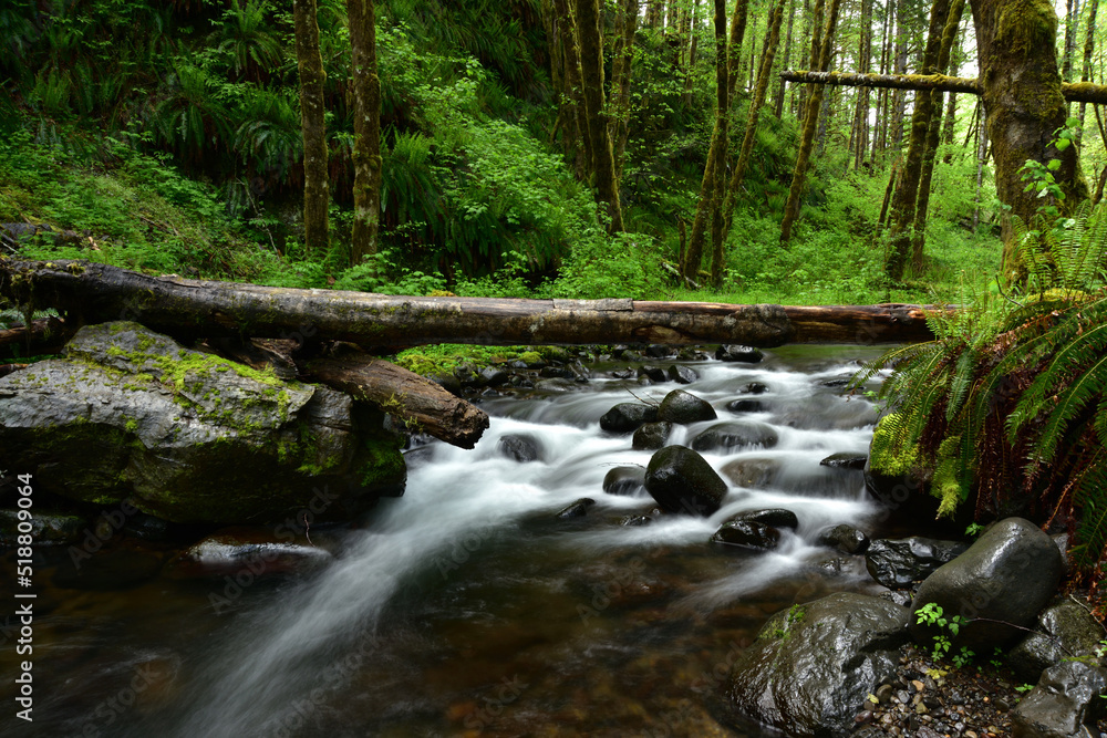 A Waterfall on Idiot Creek in the Tillamook State Forest, Oregon, Taken in Spring A Waterfall on Idiot Creek in the Tillamook State Forest, Oregon, Taken in Spring
