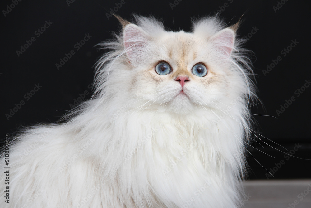 British longhair kitten of silver color on black background. Cute fluffy kitten with blue eyes. Pets at cozy home. Top down view web banner. Funny adorable pets cats. Postcard concept. British longhair kitten of silver color on black background. Cute fluffy kitten with blue eyes. Pets at cozy home. Top down view web banner. Funny adorable pets cats. Postcard concept.