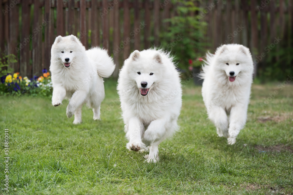 Samoyed puppies dogs are running and playing on green meadow