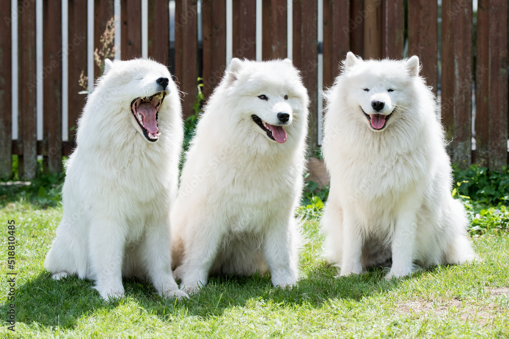 Puppy Samoyed Family Dog Samoyed Family Samoyed Dogs And Puppies
