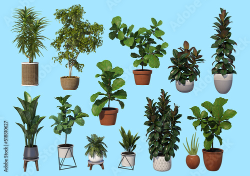 Decorative plants in pots on a white background.