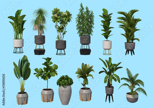 Decorative plants in pots on a white background.