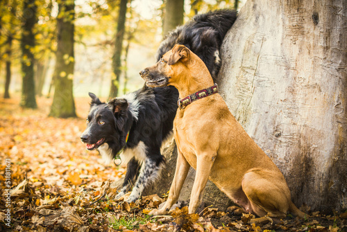 Autumn dogs in the park
