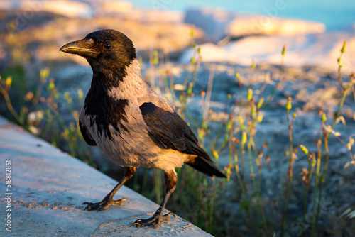 close up of a crow on the beach with bokeh photo