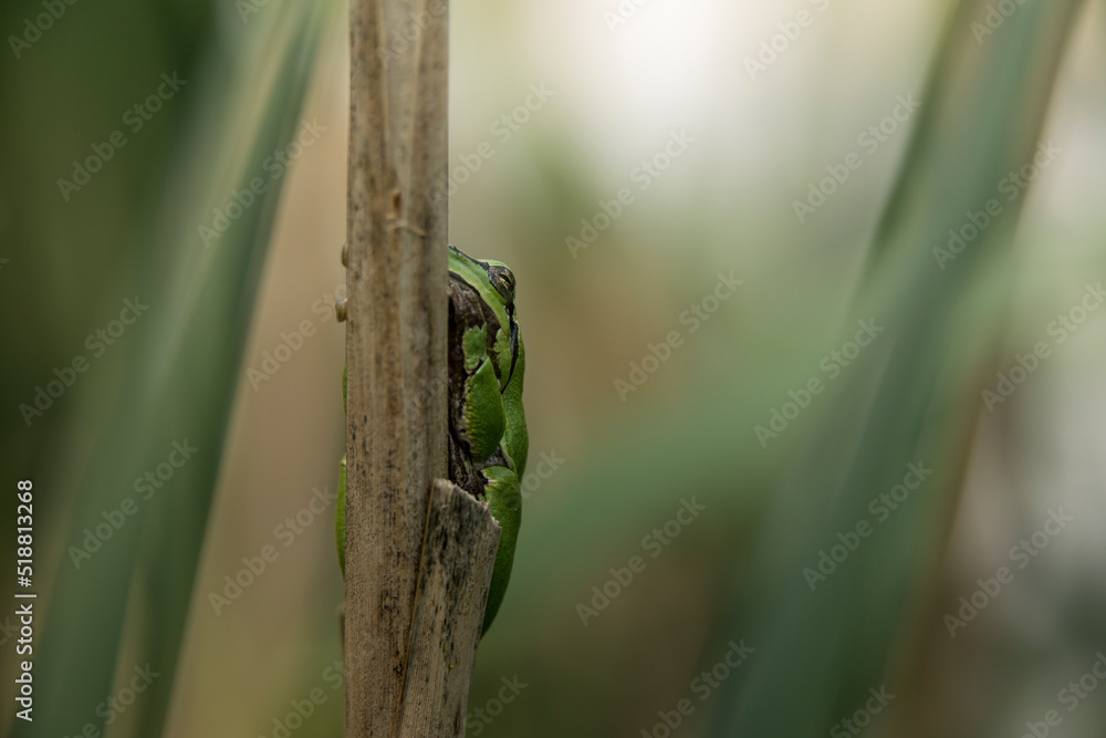 Male of European tree frog (Hyla arborea) sitting on dry cattail leaf waiting for females during breeding season. Wildlife macro take with green beige contrast Male of European tree frog (Hyla arborea) sitting on dry cattail leaf waiting for females during breeding season. Wildlife macro take with green beige contrast