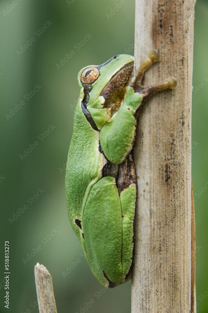 Male of European tree frog (Hyla arborea) sitting on dry cattail leaf waiting for females during breeding season. Wildlife macro take with green beige contrast Male of European tree frog (Hyla arborea) sitting on dry cattail leaf waiting for females during breeding season. Wildlife macro take with green beige contrast