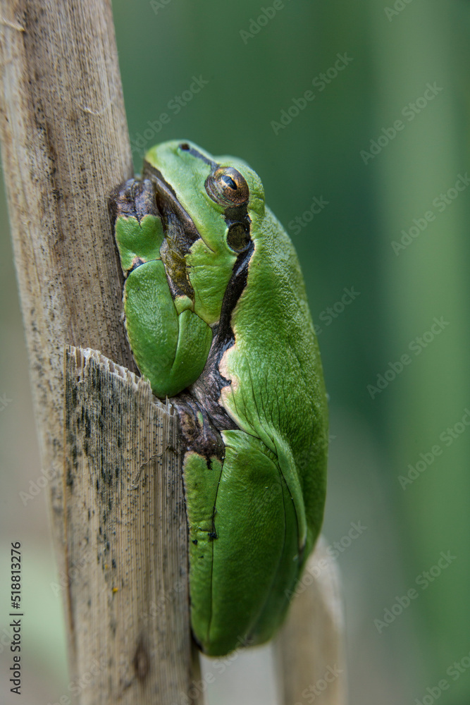 Male of European tree frog (Hyla arborea) sitting on dry cattail leaf waiting for females during breeding season. Wildlife macro take with green beige contrast Male of European tree frog (Hyla arborea) sitting on dry cattail leaf waiting for females during breeding season. Wildlife macro take with green beige contrast