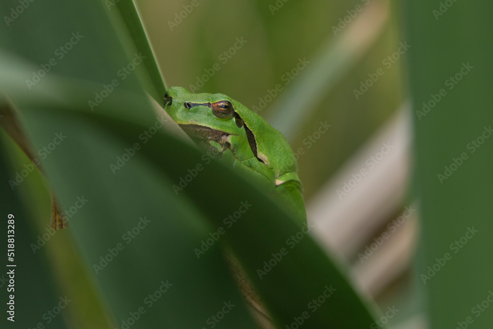 Male of European tree frog (hyla arborea) sitting on a cattail leaf waiting for females during breeding season. Wildlife macro take Male of European tree frog (hyla arborea) sitting on a cattail leaf waiting for females during breeding season. Wildlife macro take