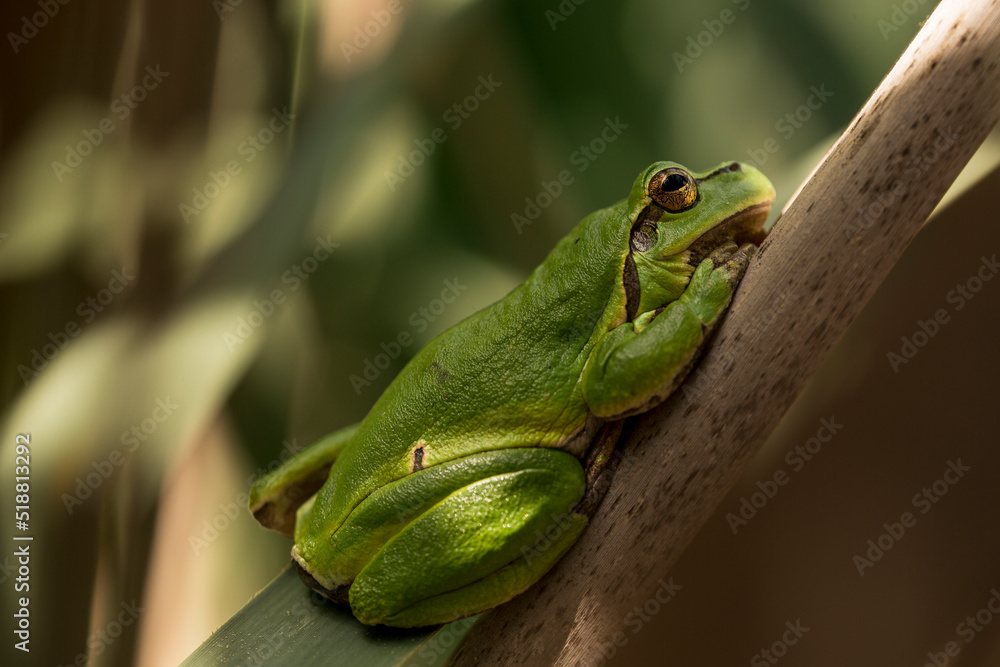 Male of European tree frog (Hyla arborea) sitting on dry cattail leaf waiting for females during breeding season. Wildlife macro take with green beige contrast Male of European tree frog (Hyla arborea) sitting on dry cattail leaf waiting for females during breeding season. Wildlife macro take with green beige contrast