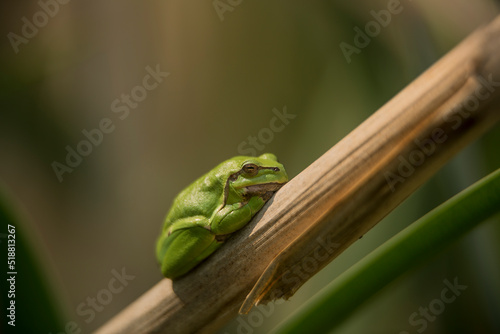 Male of European tree frog (Hyla arborea) sitting on dry cattail leaf waiting for females during breeding season. Wildlife macro take with green beige contrast