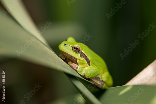 Male of European tree frog (hyla arborea) sitting on a cattail leaf waiting for females during breeding season. Wildlife macro take