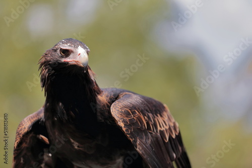 Quadro su tela Wedge-tailed eagle Aquila audax, largest Australian bird of prey