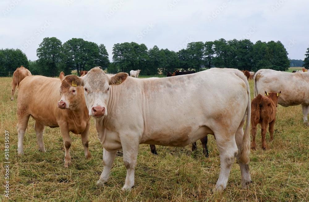 Charolais beef cattle herd grazing on pasture in eastern Germany