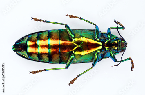 Beetle isolated on white. Metallic green iridescent jewel beetle Chrysochroa saundersi upside macro. Collection beetles, buprestidae, entomology, coleoptera, insects photo