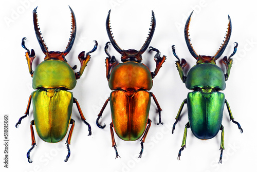 Quadro su tela Rainbow beetles isolated on white