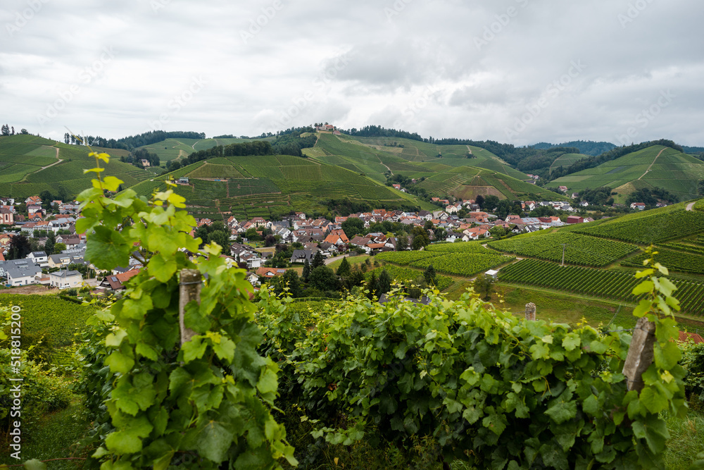 Weinanbau auf Weinbergen im Südwesten Deutschlands