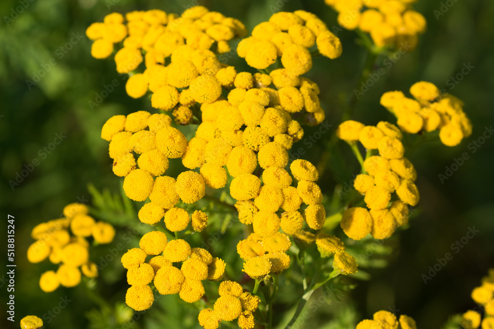 tansy, bitter buttons, cow bitter yellow flowers closeup selective focus tansy, bitter buttons, cow bitter yellow flowers closeup selective focus
