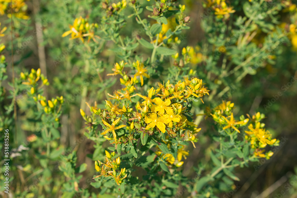 Hypericum perforatum, St. John's wort yellow flowers closeup selective focus Hypericum perforatum, St. John's wort yellow flowers closeup selective focus
