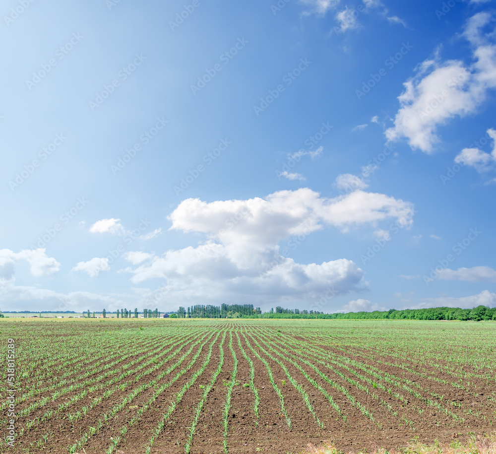 Spring field with little shots of maize and white cloud in blue sky. South Ukraine agriculture field.