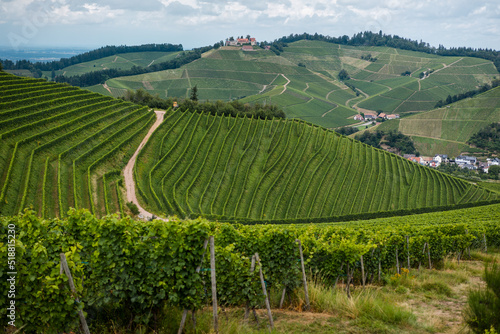 Weinanbau auf Weinbergen im Südwesten Deutschlands