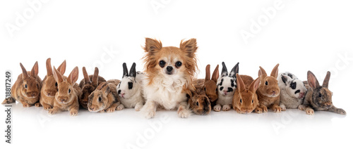group of rex rabbits and dog