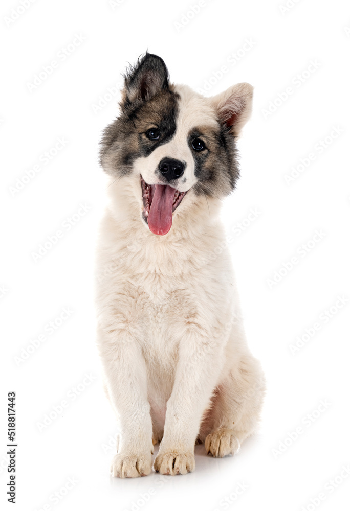 young Yakutian Laika young Yakutian Laika
