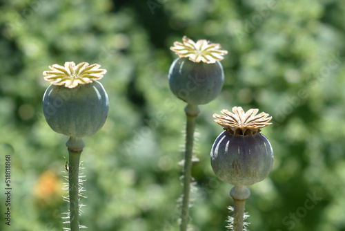 Poppy seed heads on a blurred background illuminated by the sun