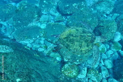 海底の玉石と模様が似ているウミガメの甲羅