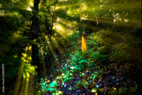 Fototapeta Naklejka Na Ścianę i Meble -  sun shining through the forest