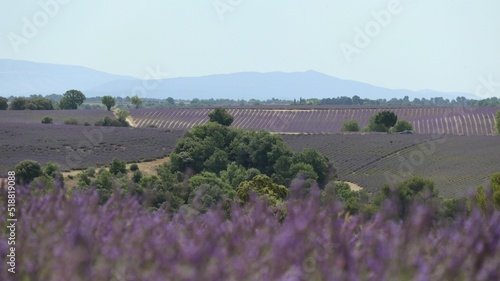 LAVENDER FIELD Valensole 南仏ラベンダー畑 photo