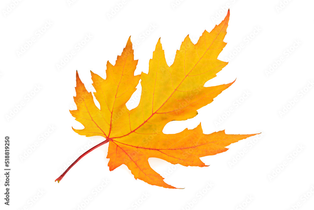 Yellow maple leaf isolated on white. Yellow maple leaf isolated on white.