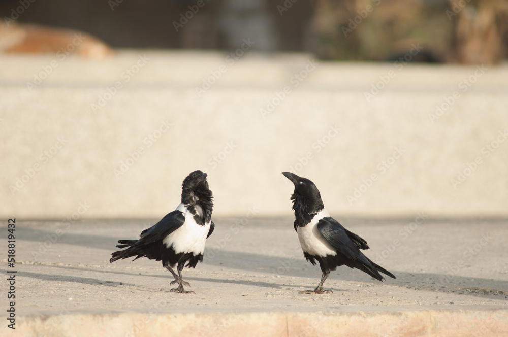 Fototapeta premium Pair of pied crows Corvus albus. Dakar. Senegal.