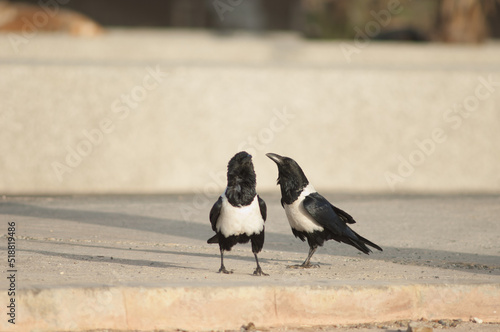 Pair of pied crows Corvus albus. Dakar. Senegal.