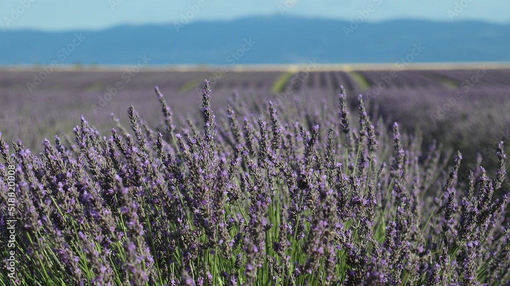 Fototapeta premium LAVENDER FIELD Valensole 南仏ラベンダー畑