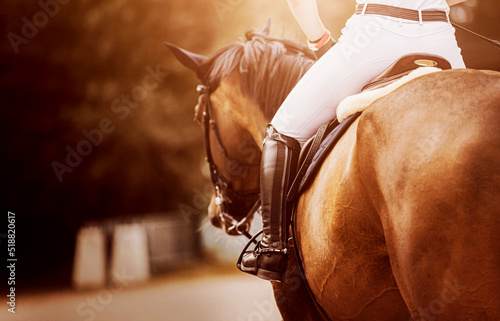 Rear view of a beautiful bay horse with a dark mane and a rider in the saddle on a sunny autumn day. Equestrian sports and horse riding. Equestrian sports equipment.