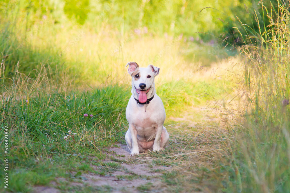 Jack Russell terrier in nature