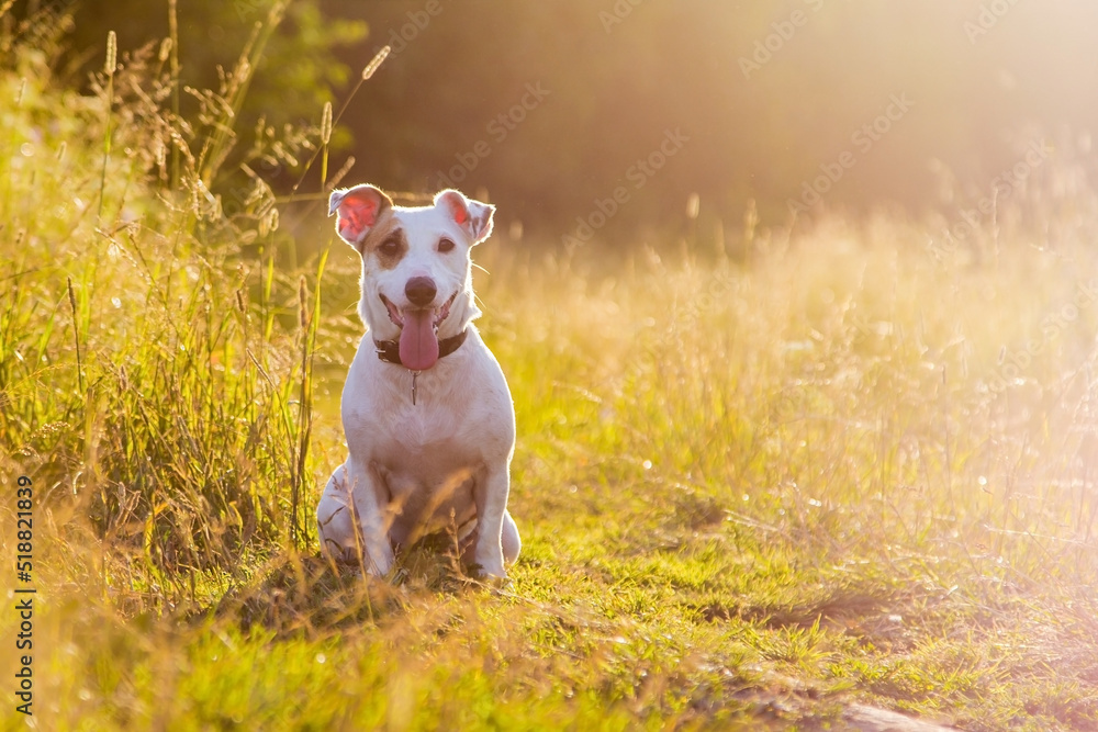 Jack Russell terrier in nature